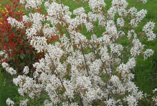 Arbustes à floraison décorative de printemps