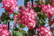Arbustes A Floraison Decorative De Printemps